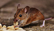 24 Hour & Emergency Exterminators in Mtn Brook, AL